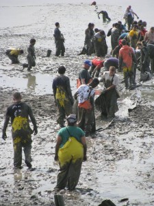 Wading through mud in Nushagak Bay, the workers form an assembly line. The fishery requires the employees undergo repetitive work. Wading through mud in Nushagak Bay, the workers form an assembly line. The fishery requires the employees undergo repetitive work. --Courtesy of Chris Brown