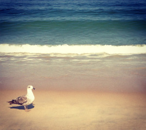 Ocean City Beach was ranked one of the top 10 cleanest beaches in the country by the  National Resources Defense Council. Ocean City is a popular beach week destination. --Greta Anderson