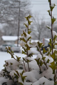 The delays on Jan. 14 were caused by predictions of snow dusting the streets. --Meklit Bekele